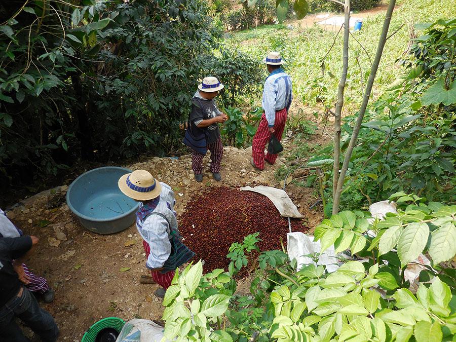GUATEMALA HUEHUETENANGO ASODIETT COOPERATIVE
