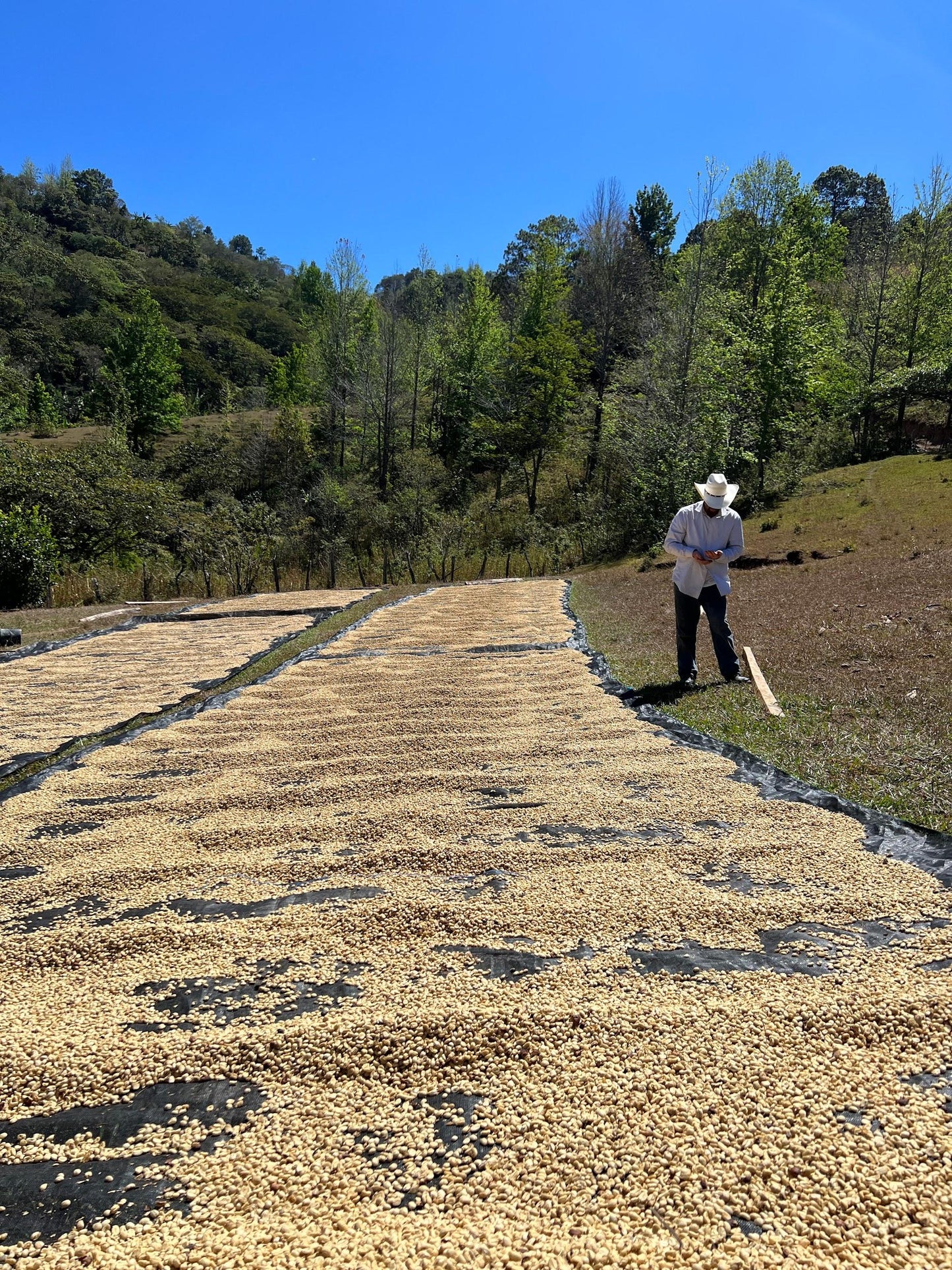 HONDURAS FINCA LA PUERTA