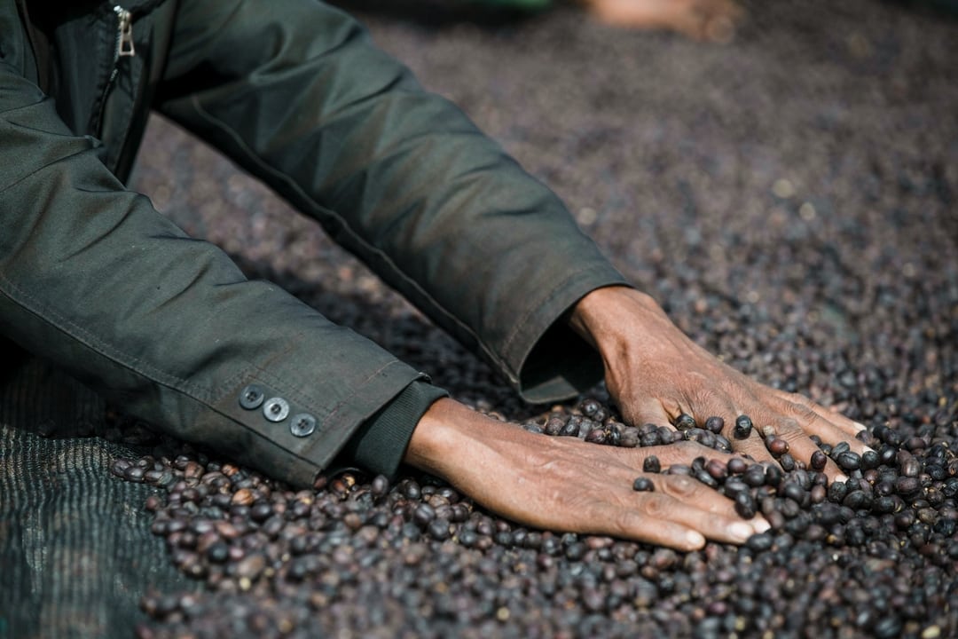ETHIOPIA WERKA NENSEBO