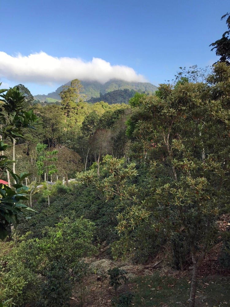 HONDURAS SINGUATEPEQUE CERRO AZUL SHG EP