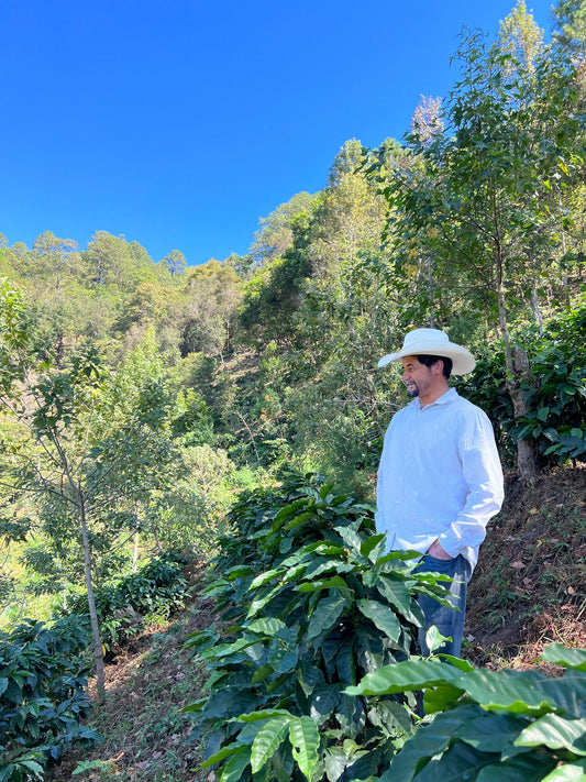 HONDURAS FINCA LA PUERTA