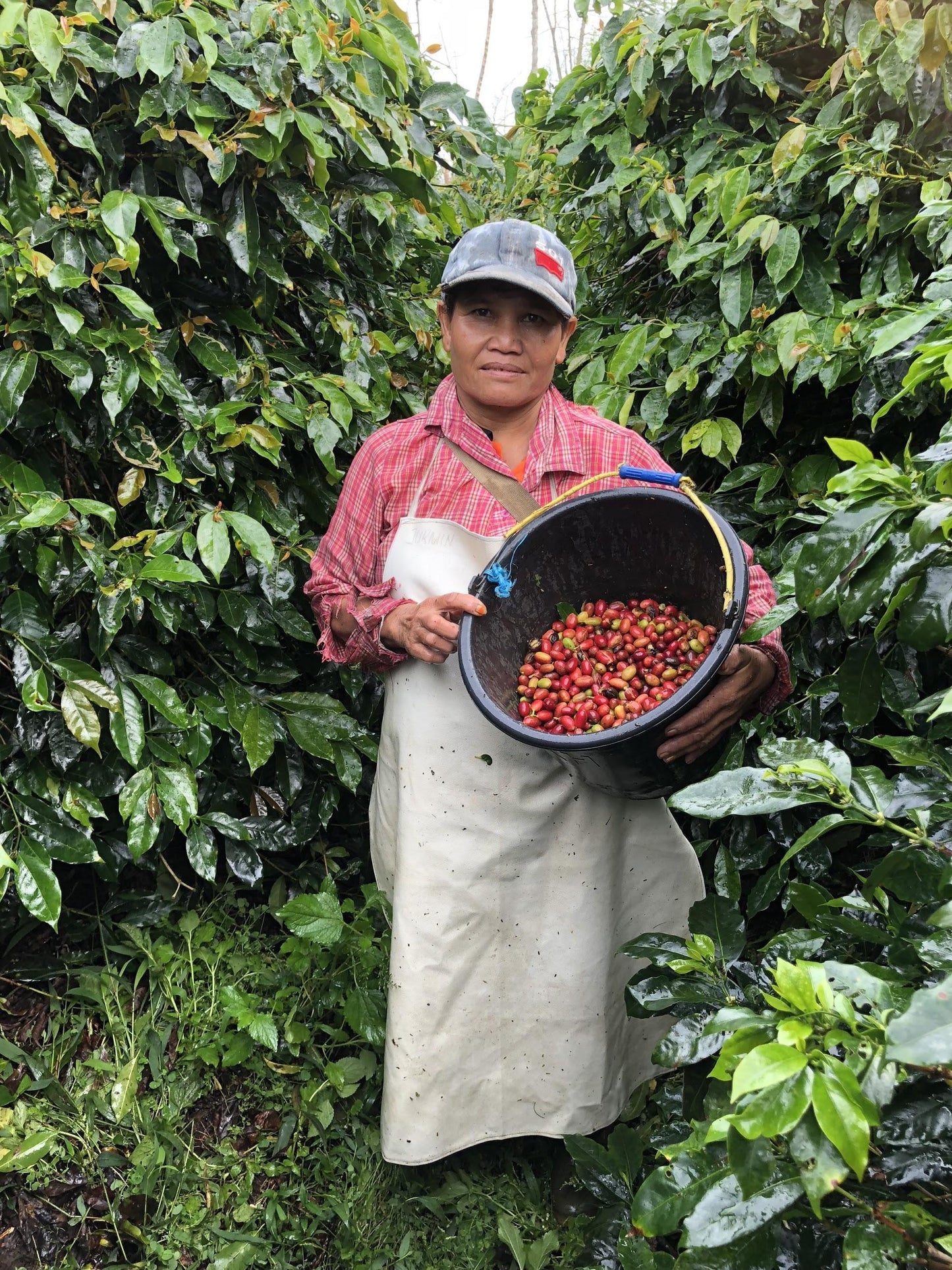 SUMATRA SIDIKALANG WAHANA ESTATE
