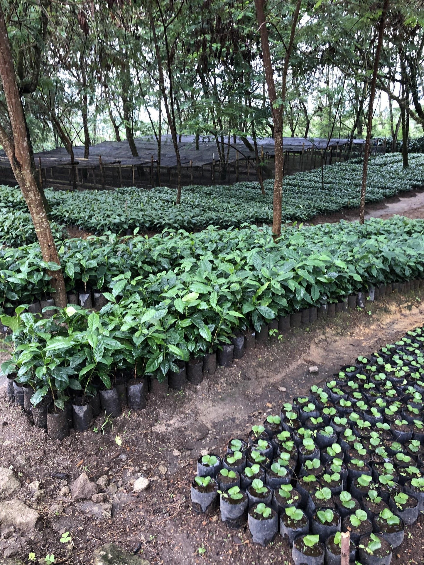 SUMATRA SIDIKALANG WAHANA ESTATE