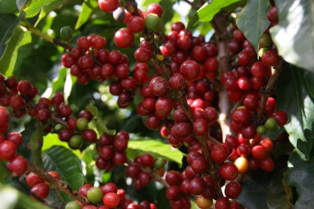 BRAZIL CERRADO MINEIRO