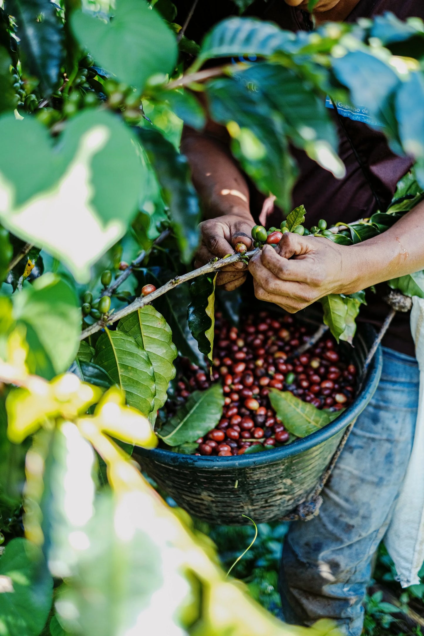NICARAGUA LA BASTILLA
