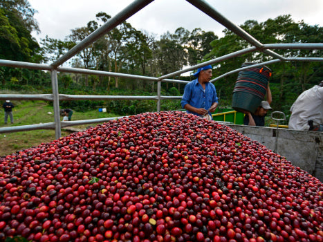 NICARAGUA LA BASTILLA