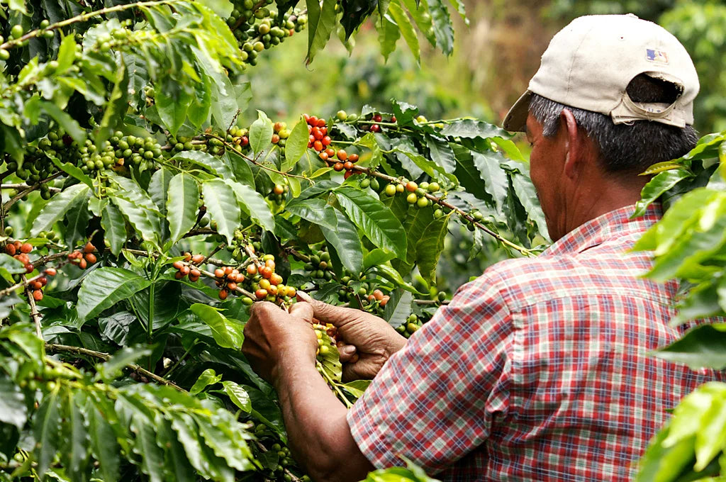 Photo of Honduras Finca La Puerta