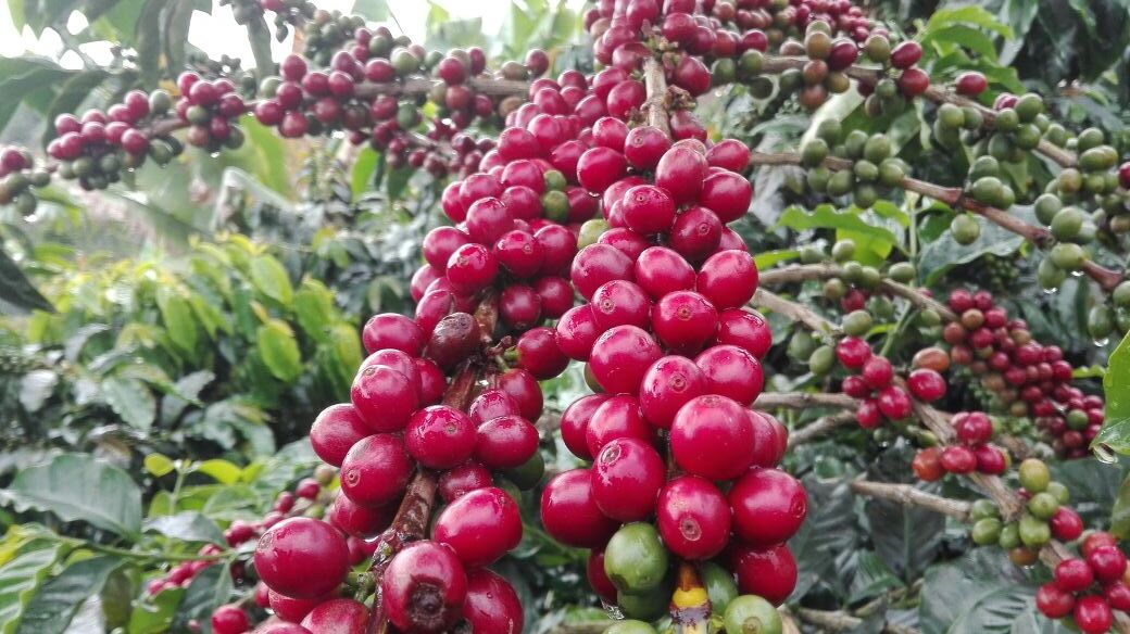 COLOMBIA FINCA MONTEBLANCO ANAEROBIC