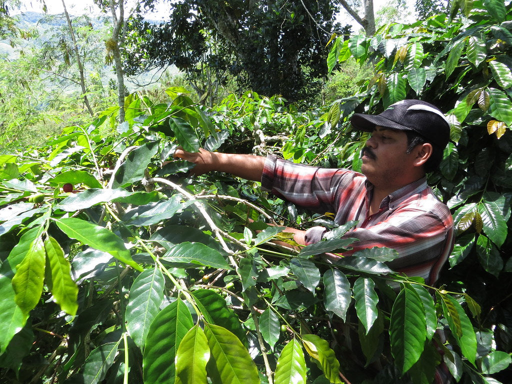 Photo of Sumatra Mandheling Girsang
