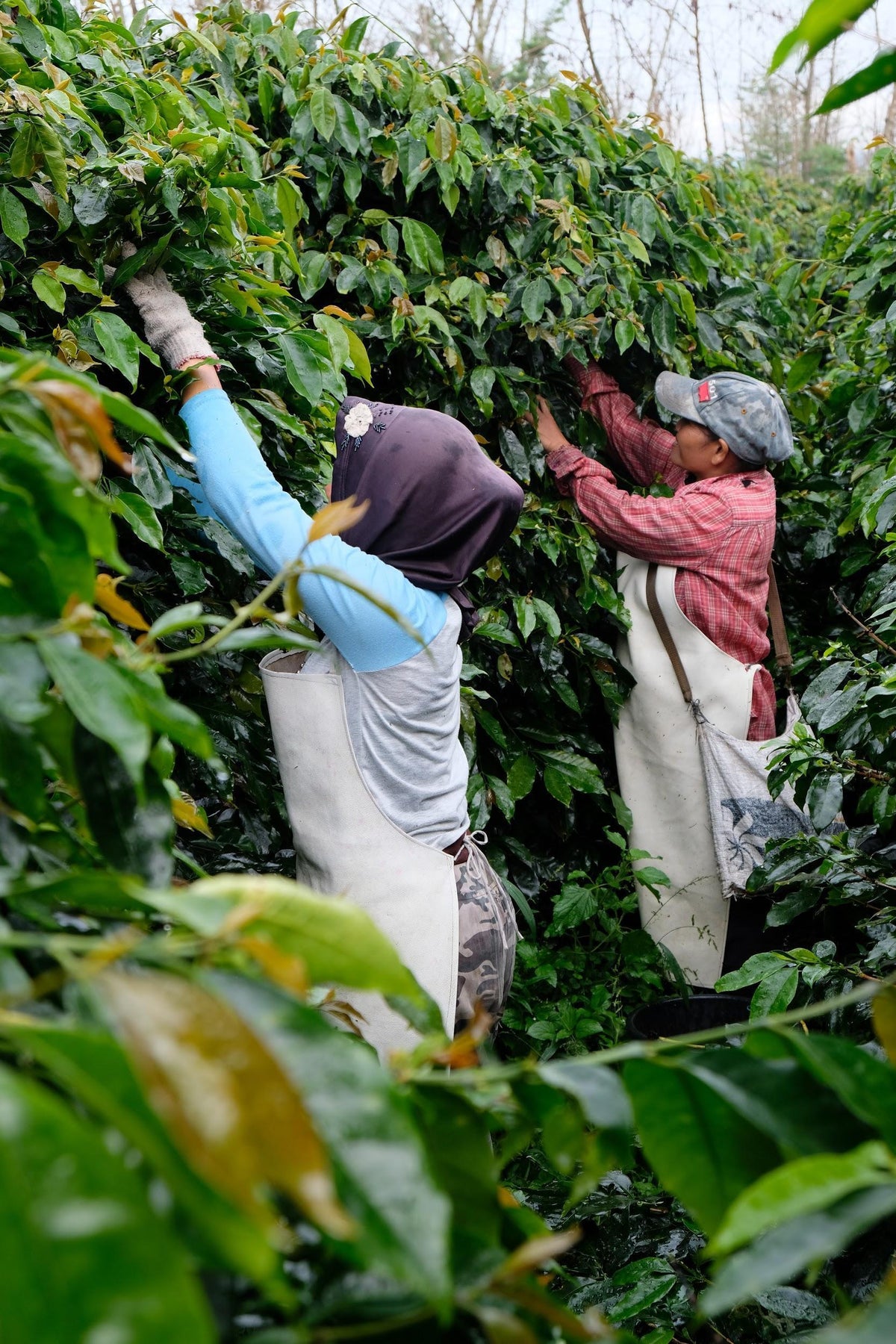Photo of Sumatra Sidikalang Wahana Estate