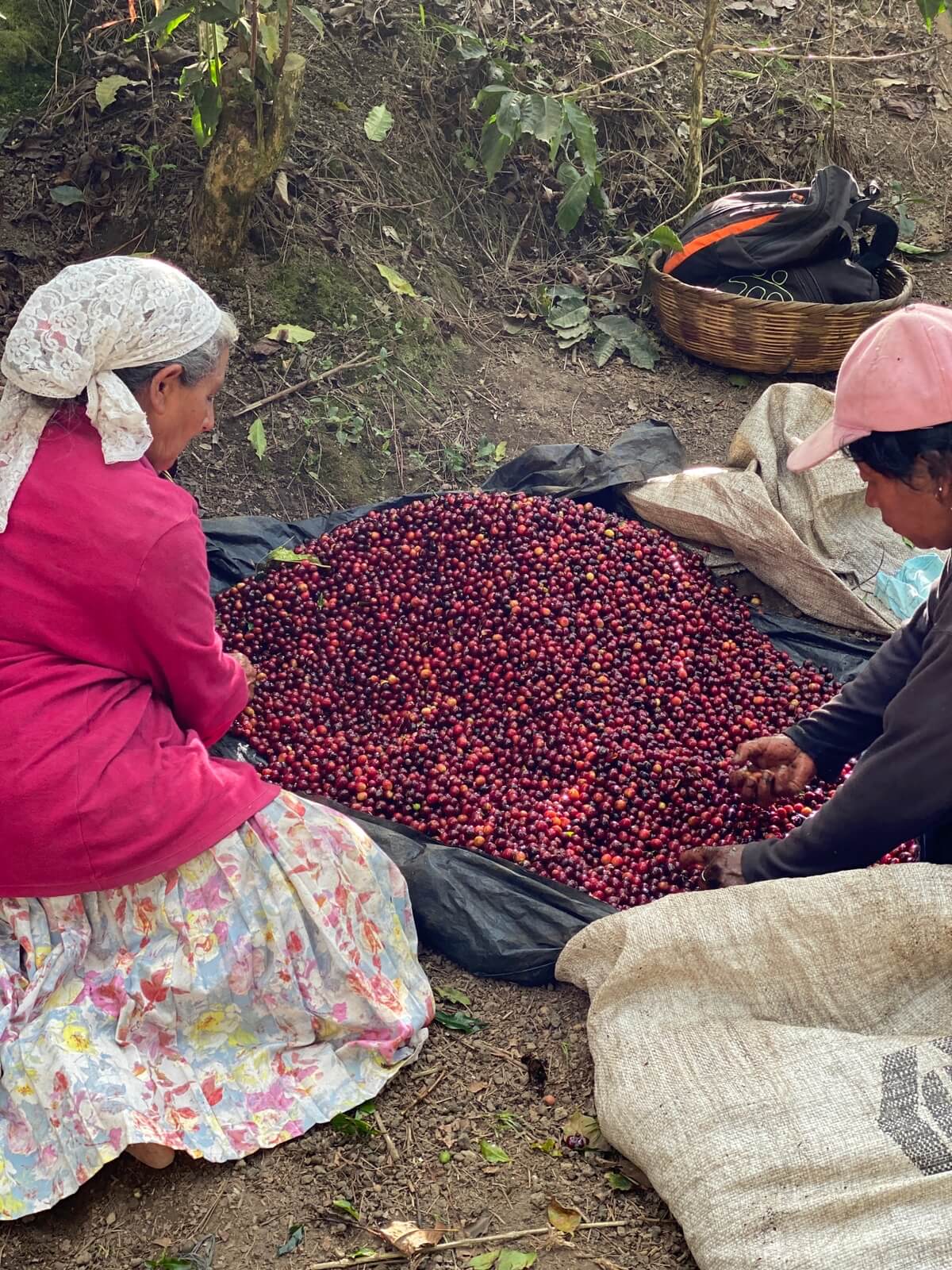 Photo of El Salvador Finca La Esperanza