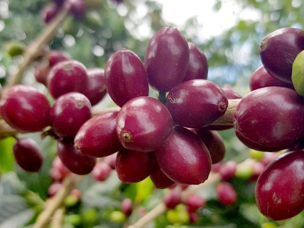 COLOMBIA FINCA MONTEBLANCO ANAEROBIC